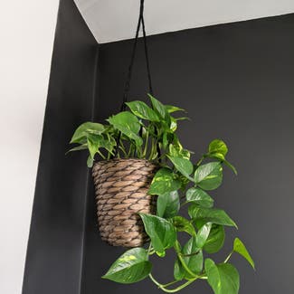 Golden Pothos plant in Bromley, England