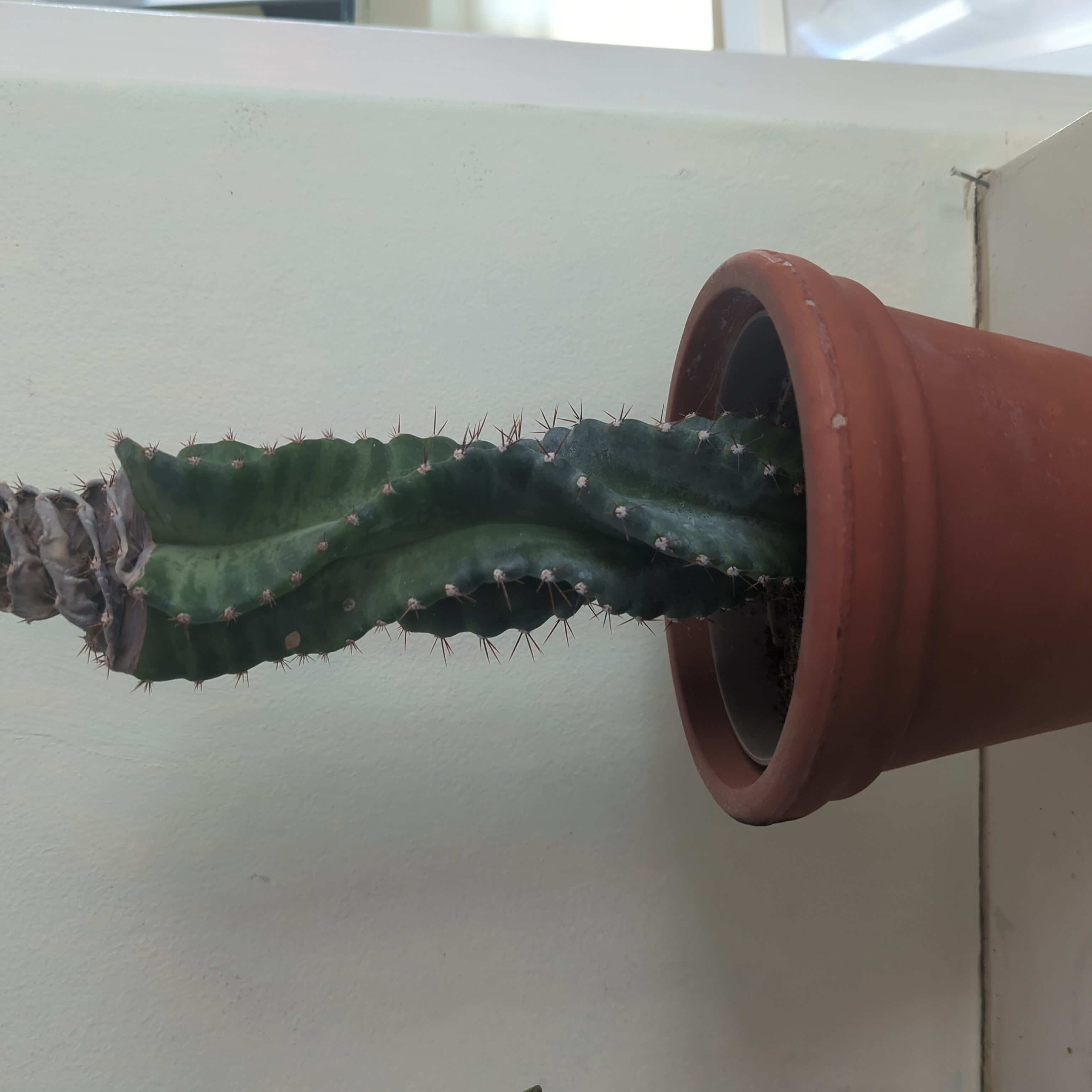Cacti