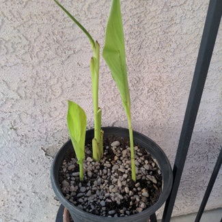 Canna Lily plant in Las Vegas, Nevada