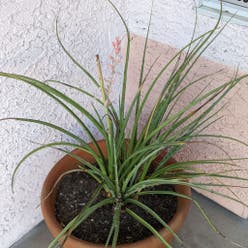 Engelmann's false yucca plant