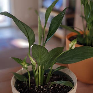 Peace Lily plant in Las Vegas, Nevada