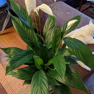 Peace Lily plant in Las Vegas, Nevada