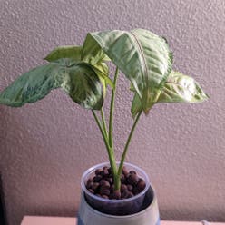Syngonium 'Cream' plant