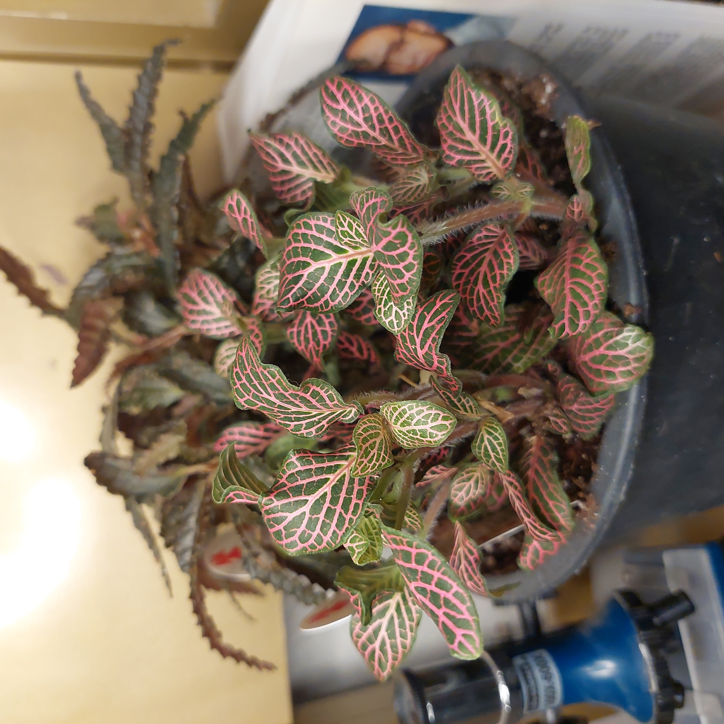 Pink Wave Nerve Plant in a pot with vibrant pink and green leaves.