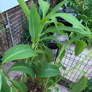 Canna Lily plant in Manhattan, Kansas