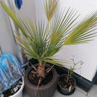 European Fan Palm plant in Somewhere on Earth
