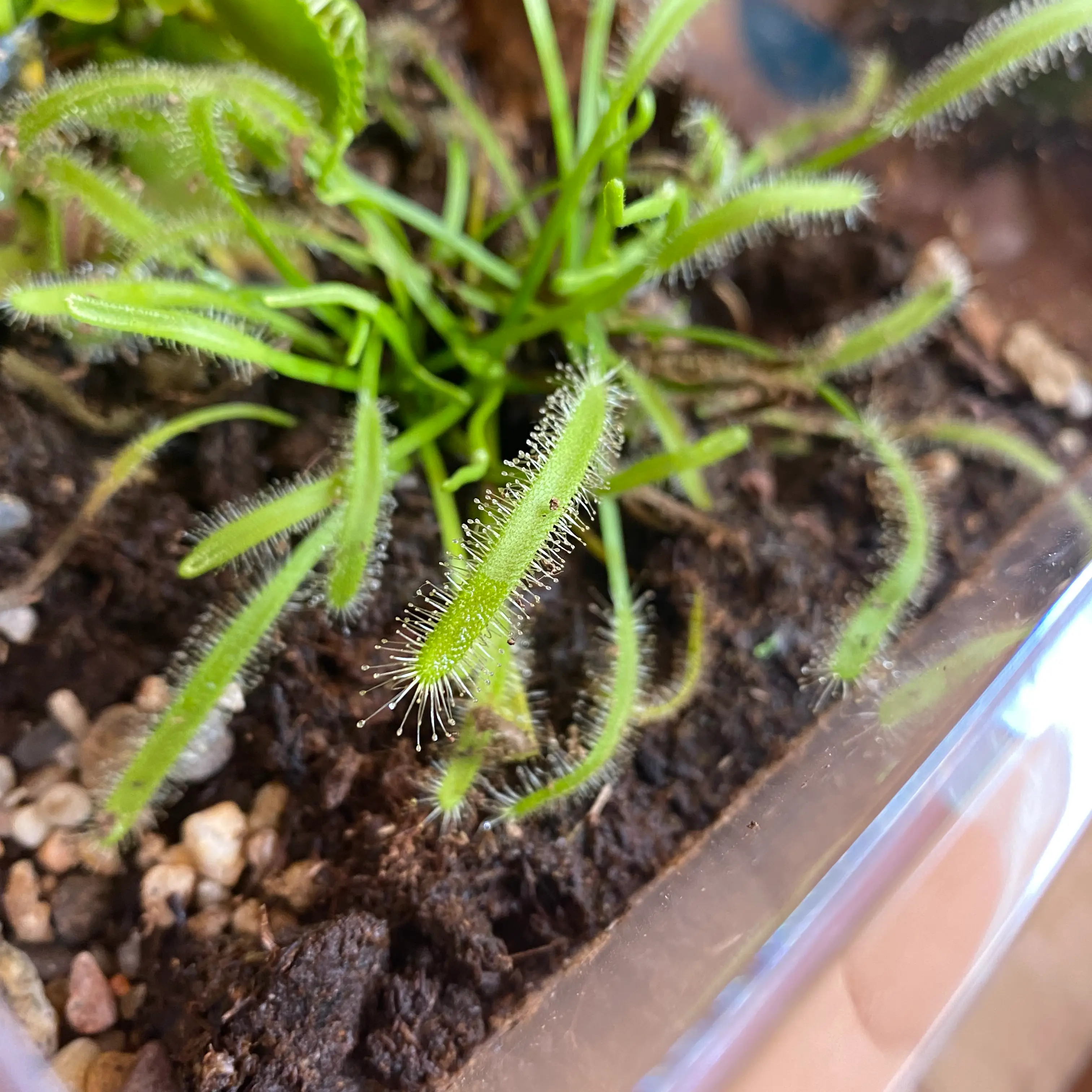 Photo of the plant species Slenderleaf Sundew by @LoyalMakole named Lola on Greg, the plant care app