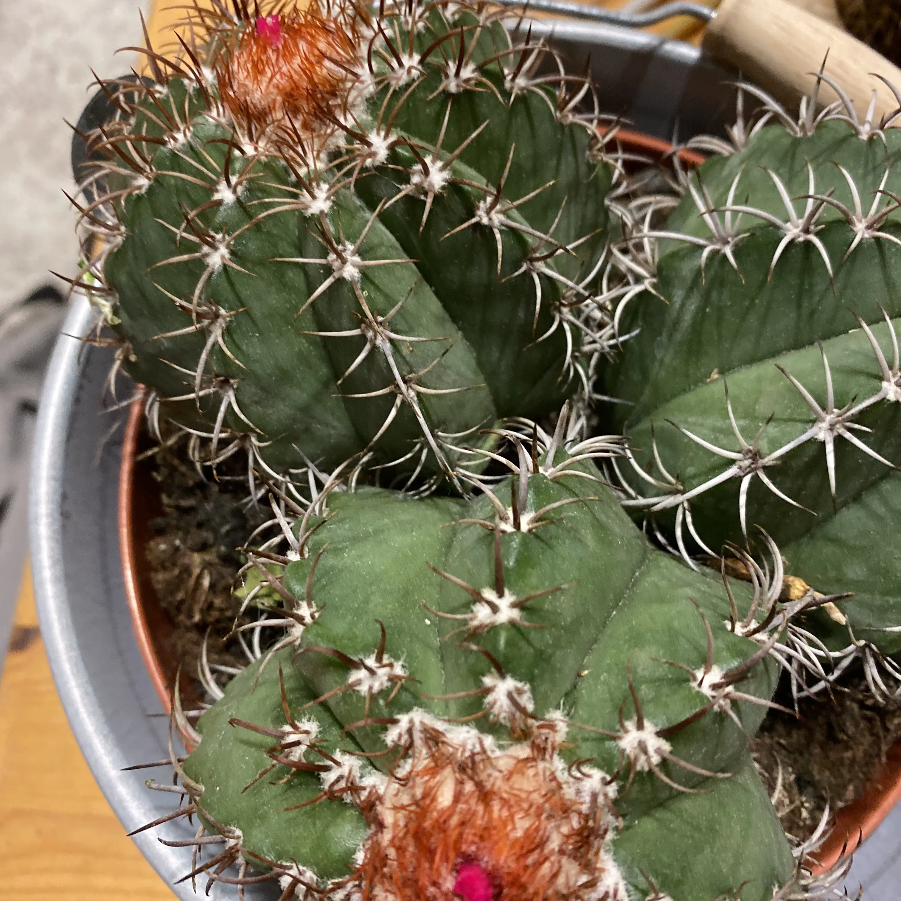 Photo of the plant species Melocactus azureus ferreophilus by @LoyalMakole named Barry on Greg, the plant care app