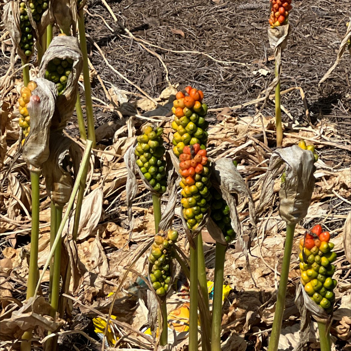 Photo of the plant species Arum Italicum by @ResoluteAgave named Marta 2 on Greg, the plant care app