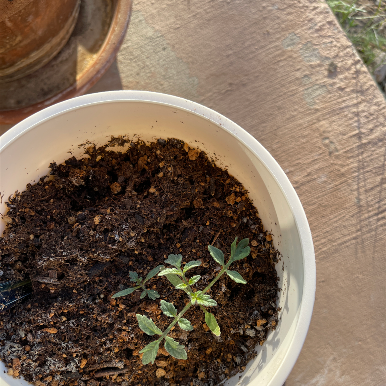 A small green plant in a white pot with visible soil, well-centered and in focus.