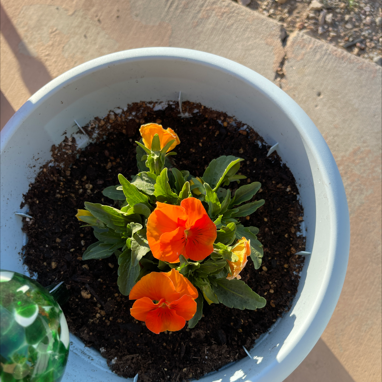 Potted Wild Pansy plant with vibrant orange flowers and visible soil.