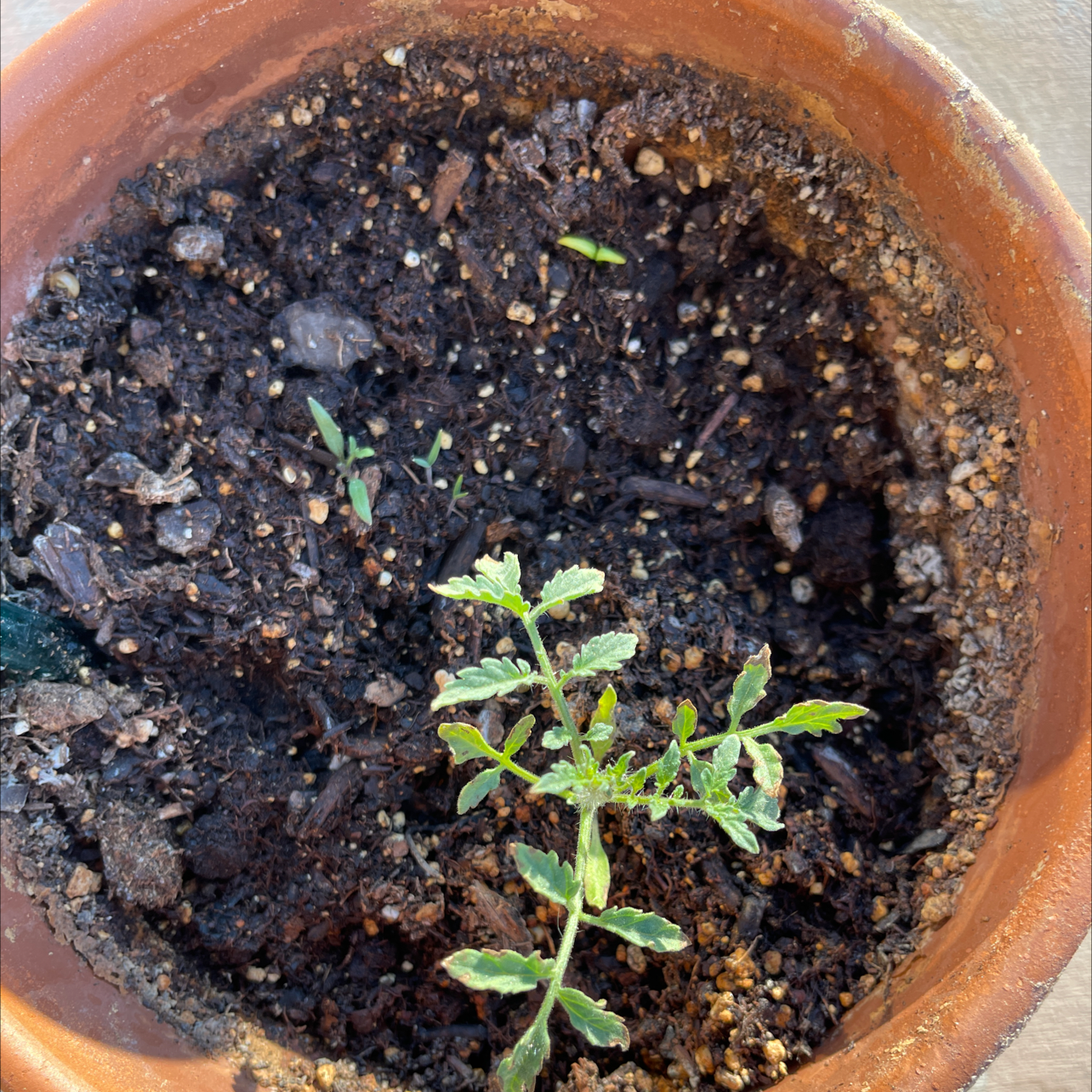 Small African Marigold plant in a terracotta pot with visible soil.