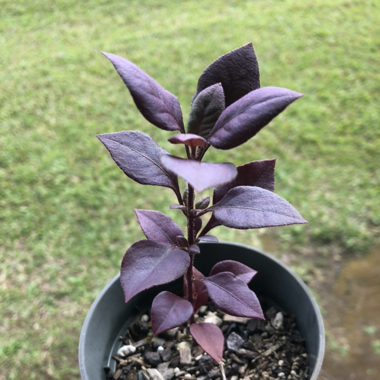 Potted Brazilian Joyweed with healthy purple leaves against a grassy background.