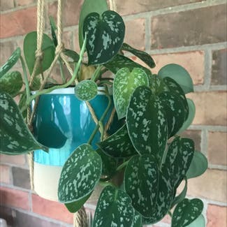Satin Pothos plant in Collierville, Tennessee