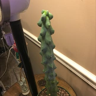 Boobie Cactus plant in Collierville, Tennessee