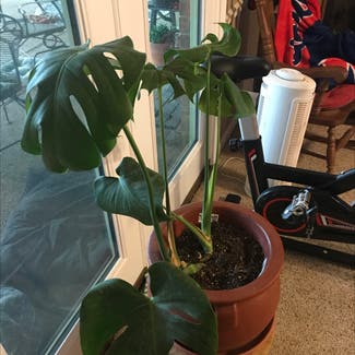Monstera plant in Collierville, Tennessee