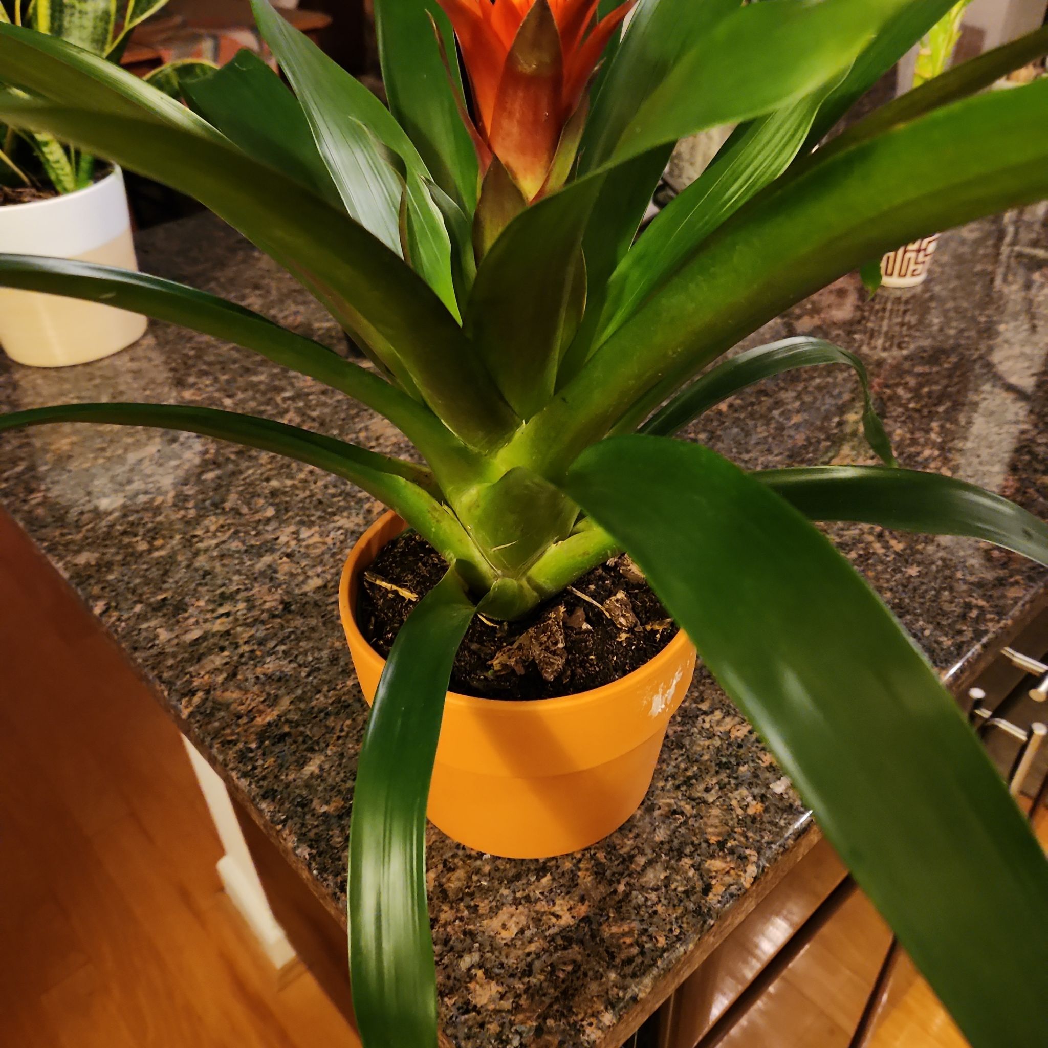 Bromeliad Medusa plant in a pot on a countertop with vibrant green leaves and a central red flower.