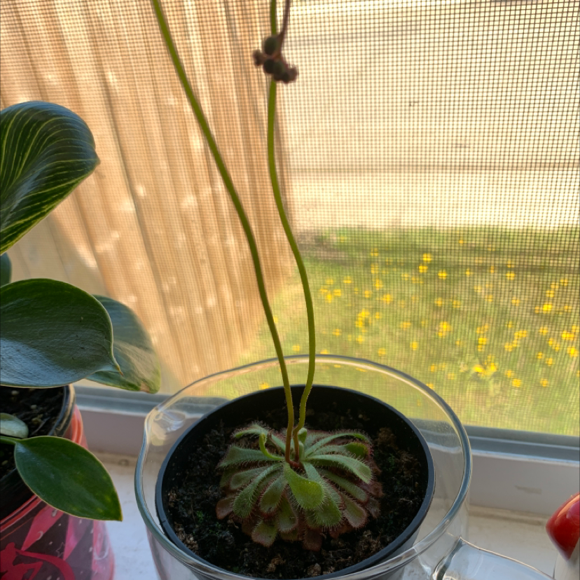 Australian Sundew plant with long stems and a rosette of leaves in a pot on a windowsill.