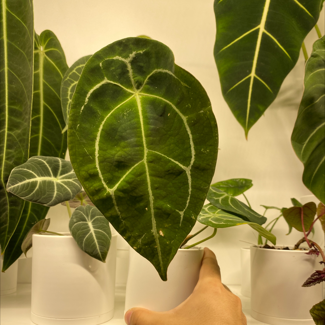 Anthurium forgetii plant with dark green leaves and white veins, held by a hand.