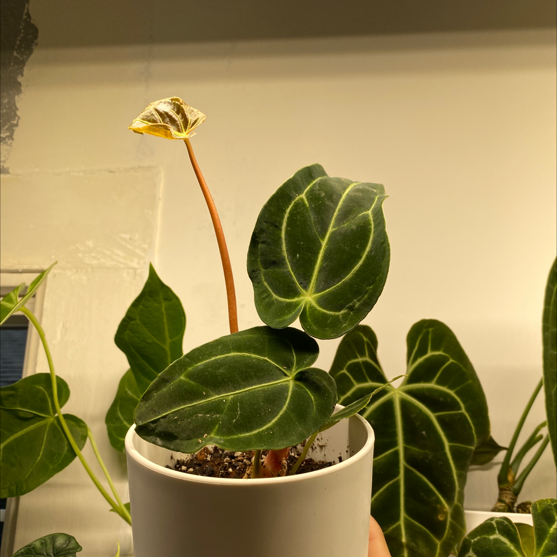 Why Does My Anthurium regale Have Yellow Leaves?