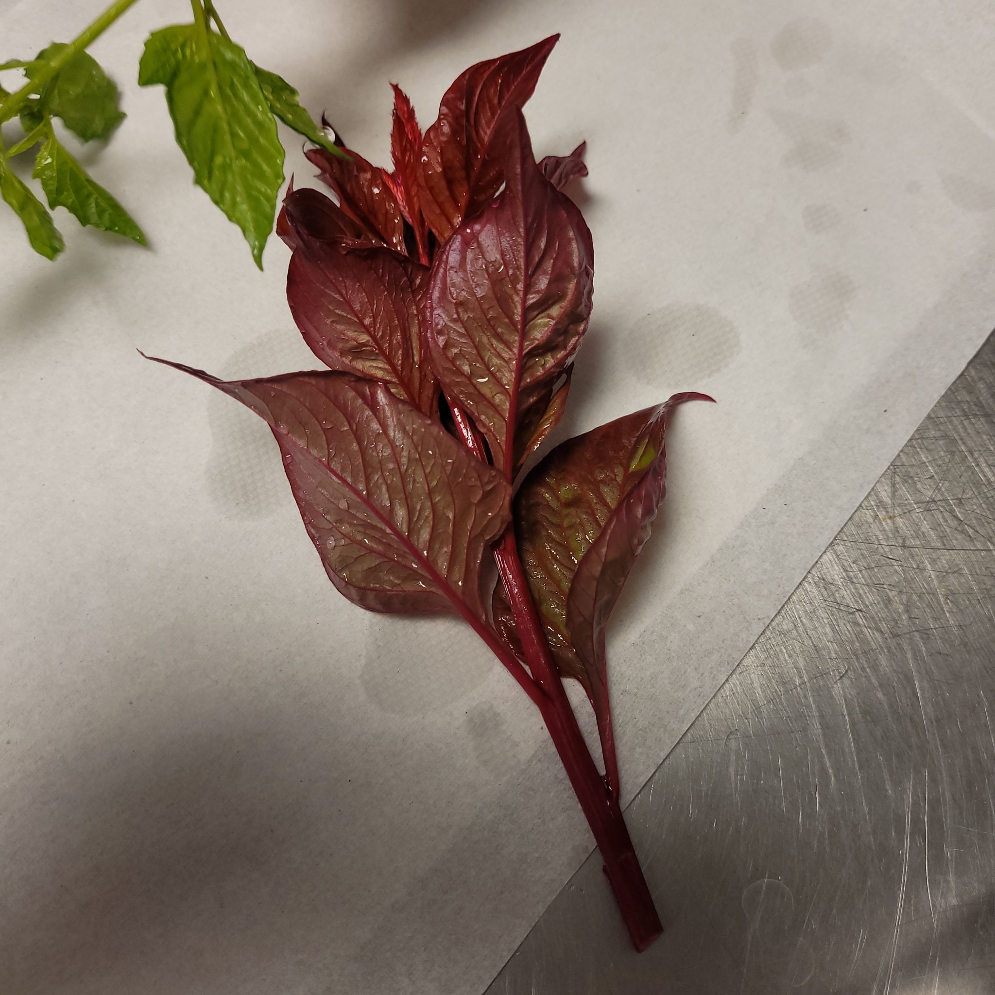 A stem of Mexican Grain Amaranth with healthy red leaves on a plain surface.