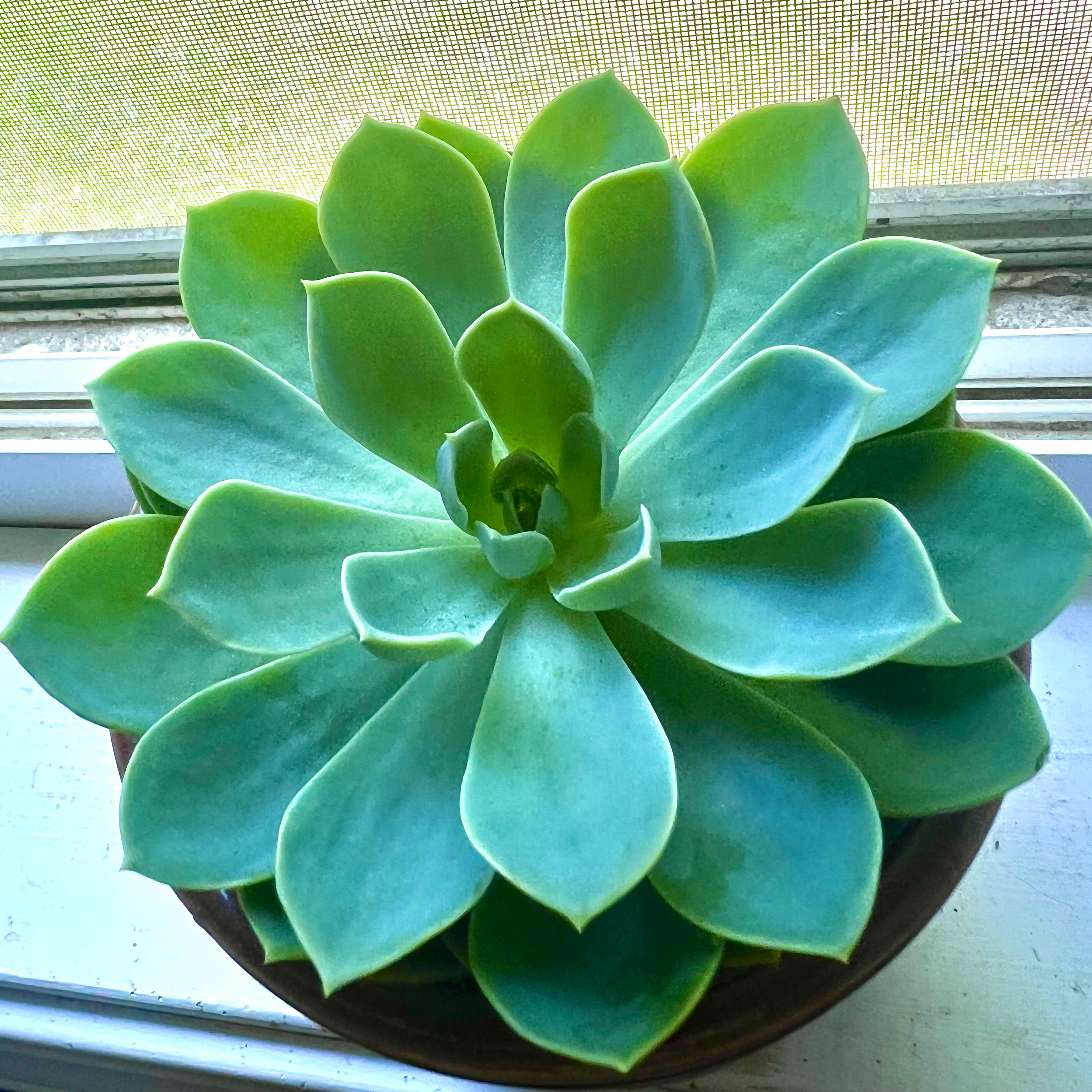 Photo of the plant species Blue Echeveria by @AceMilkmaids named Ahuru on Greg, the plant care app