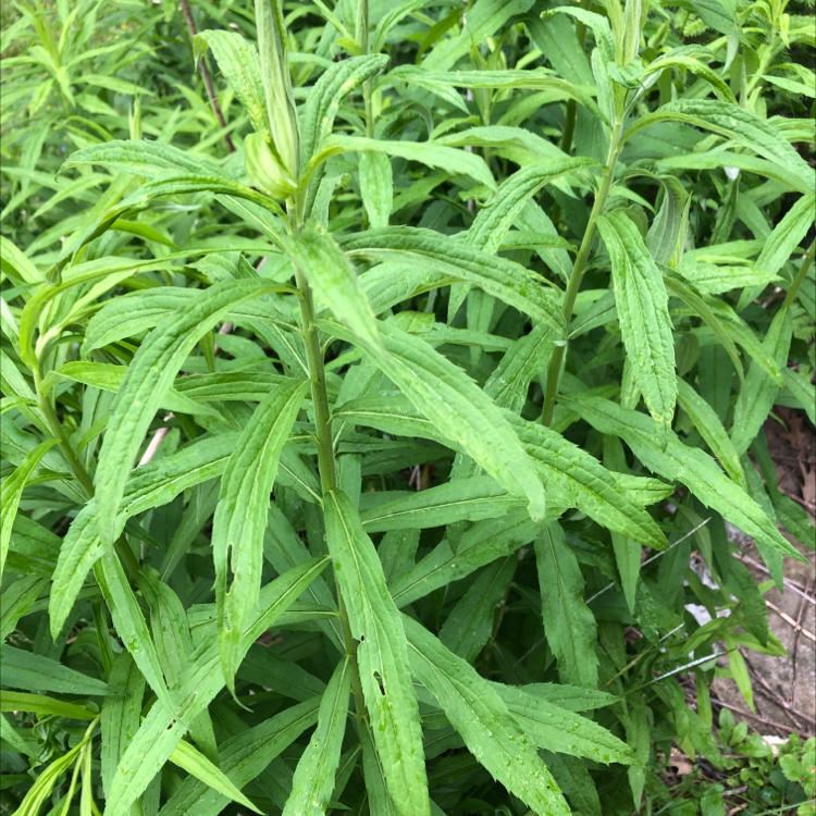 Image of a Rough Canada Goldenrod plant with elongated, narrow green leaves.