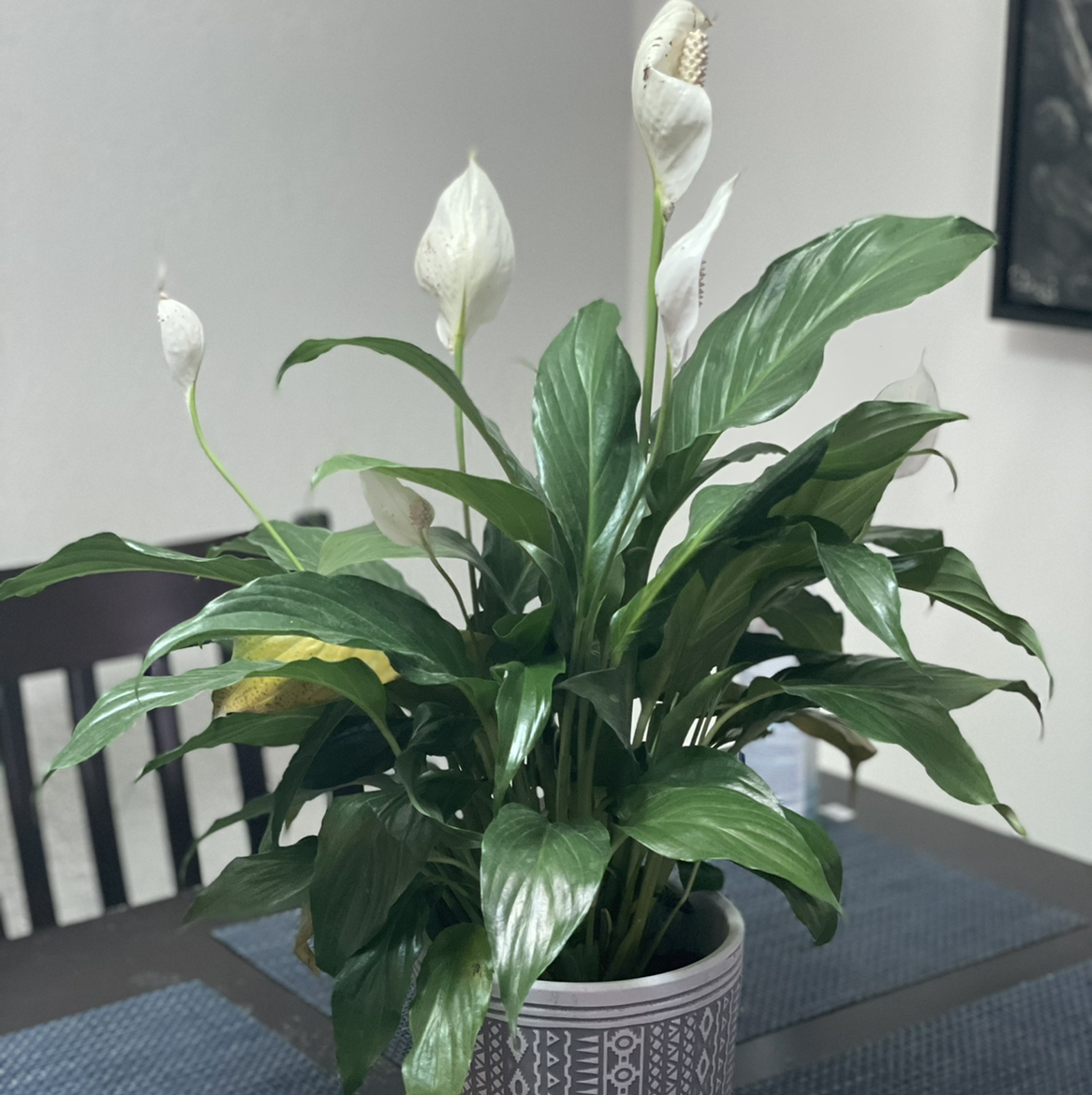 Peace Lily plant photo by @Cmmnsnse named Sheff G on Greg, the plant care app.