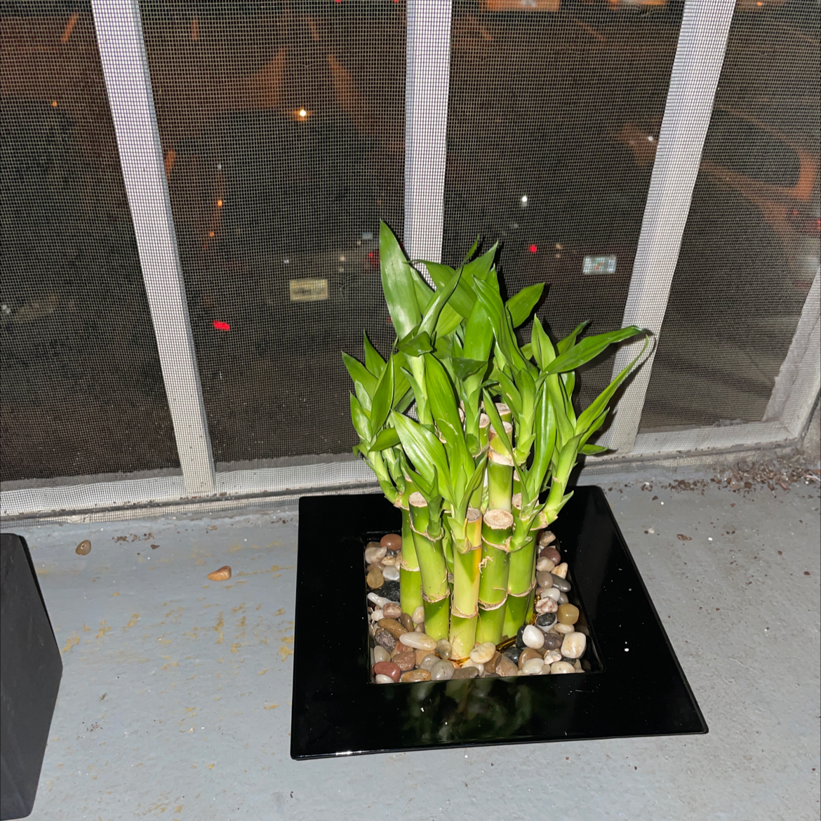 Lucky Bamboo plant photo by @Cmmnsnse named Chip on Greg, the plant care app.