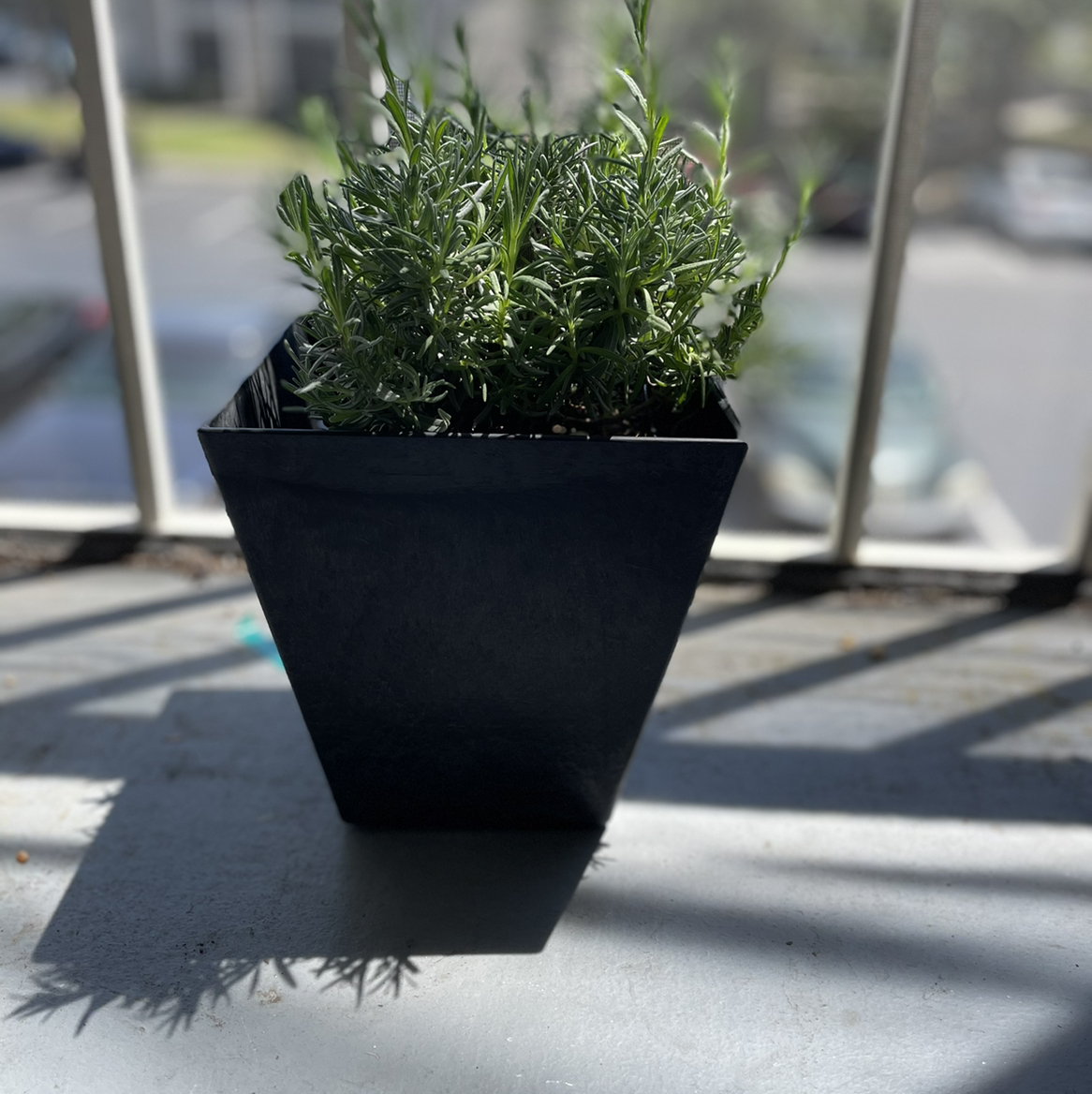 English Lavender plant photo by @Cmmnsnse named Fredo on Greg, the plant care app.
