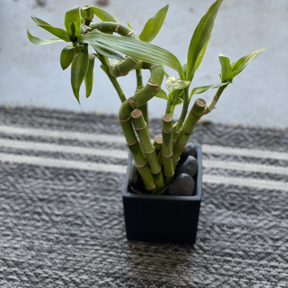 Lucky Bamboo plant photo by @Cmmnsnse named Digga on Greg, the plant care app.