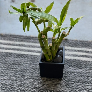 Lucky Bamboo plant in Pinellas Park, Florida