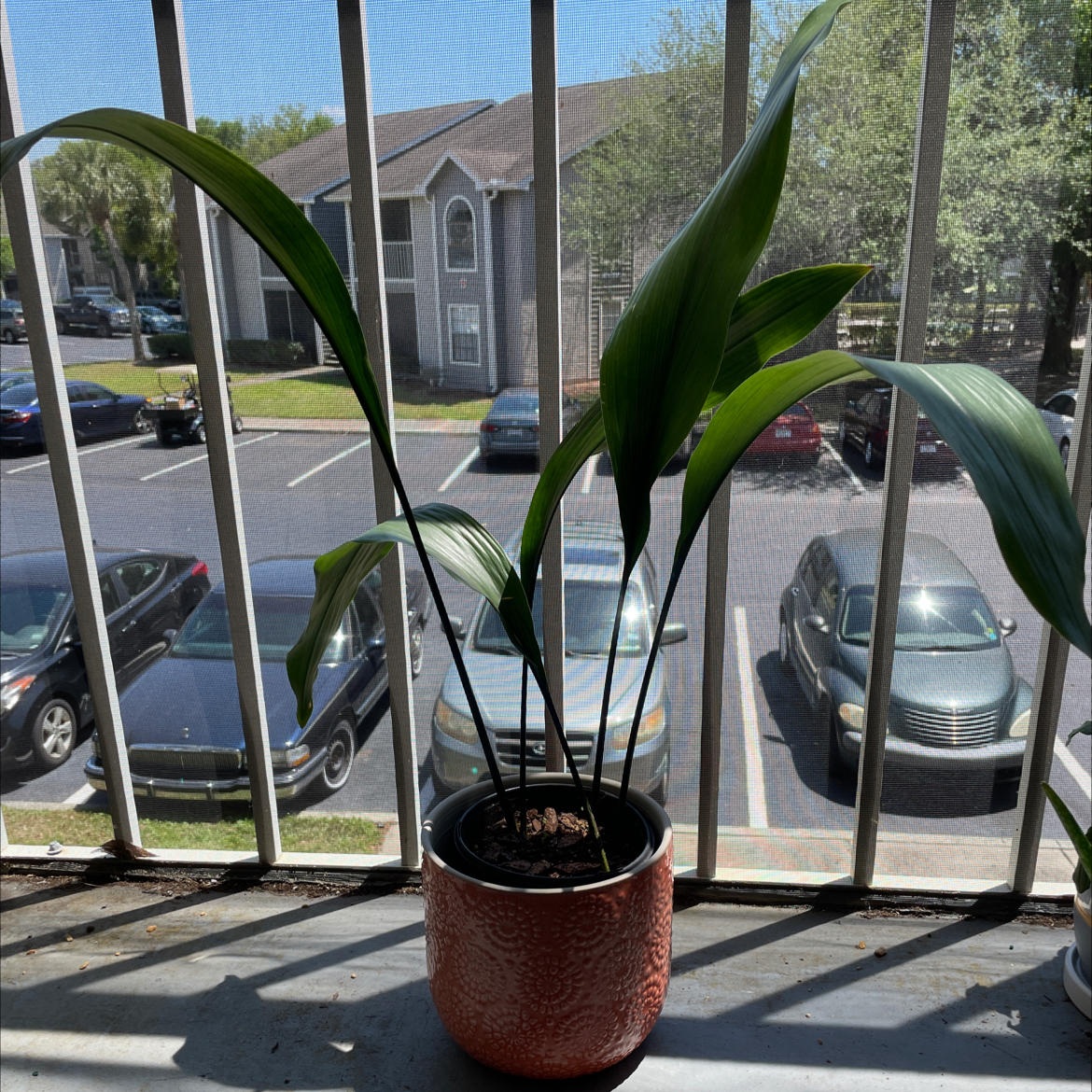 Photo of the plant species Cast Iron Plant by @Cmmnsnse named King Von on Greg, the plant care app