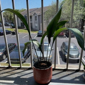 Cast Iron Plant plant photo by Cmmnsnse named King Von on Greg, the plant care app.