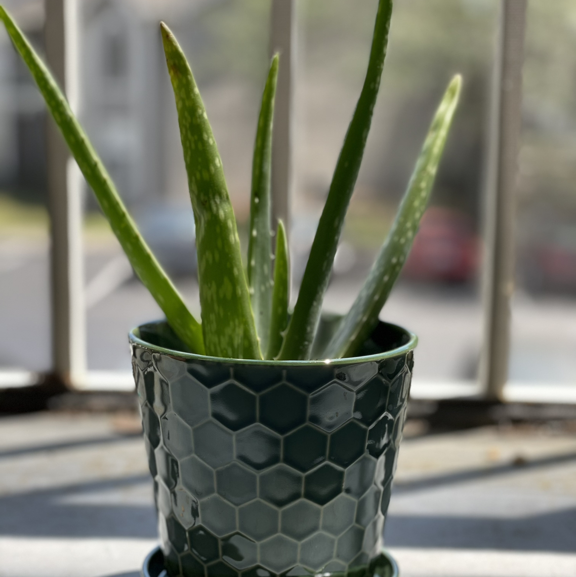 Photo of the plant species Aloe vera by @Cmmnsnse named Pop Smoke on Greg, the plant care app