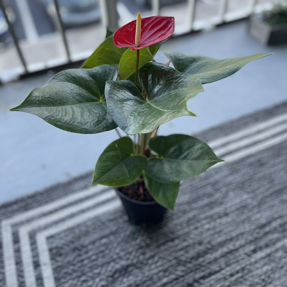 Painter's Palette plant photo by @Cmmnsnse named Rah Swish on Greg, the plant care app.