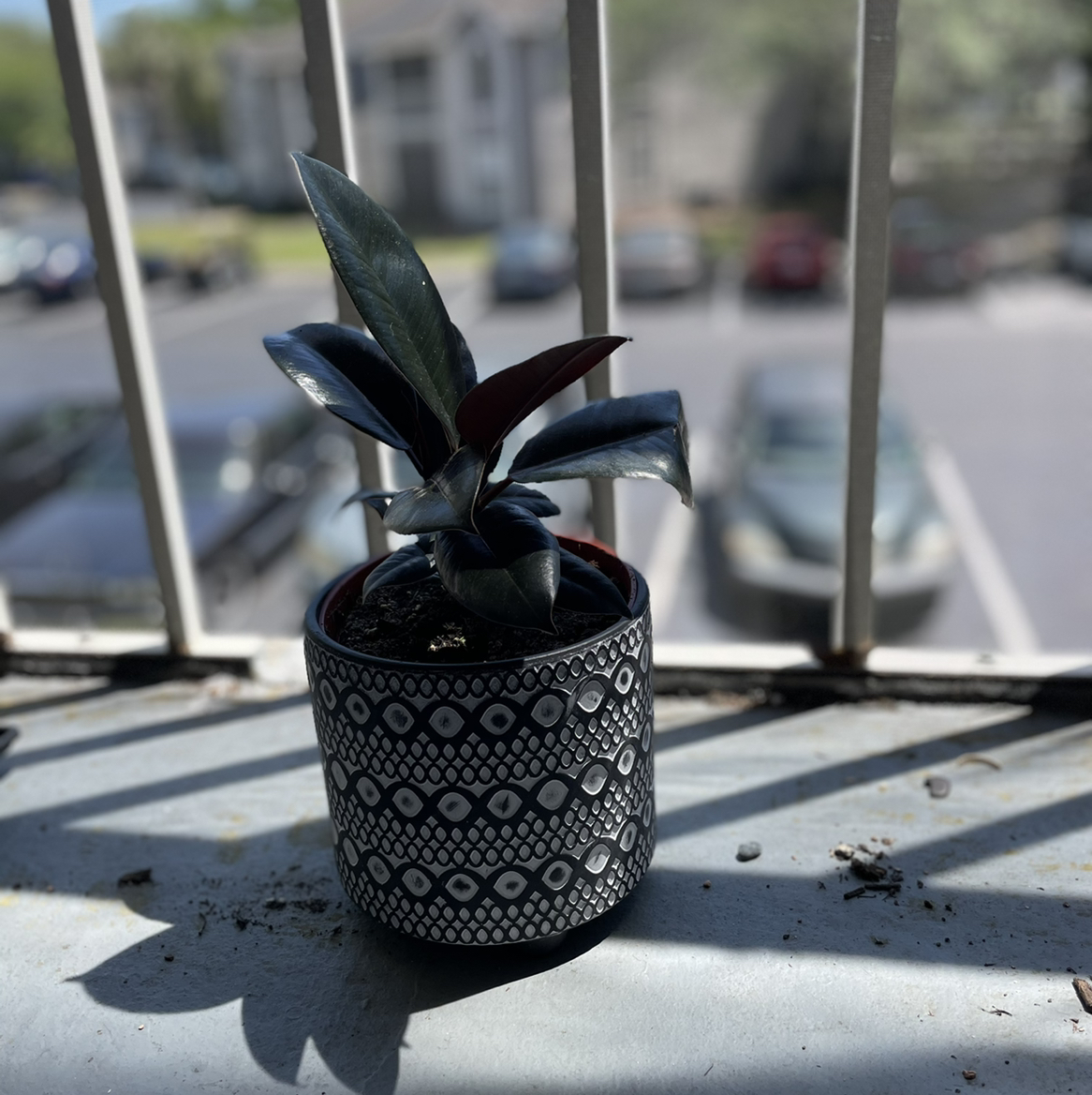 Rubber Plant plant photo by @Cmmnsnse named Polo G on Greg, the plant care app.