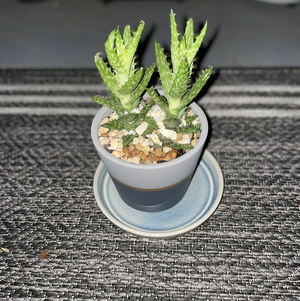 Tiger Tooth Aloe plant photo by @Cmmnsnse named Smoove’L on Greg, the plant care app.