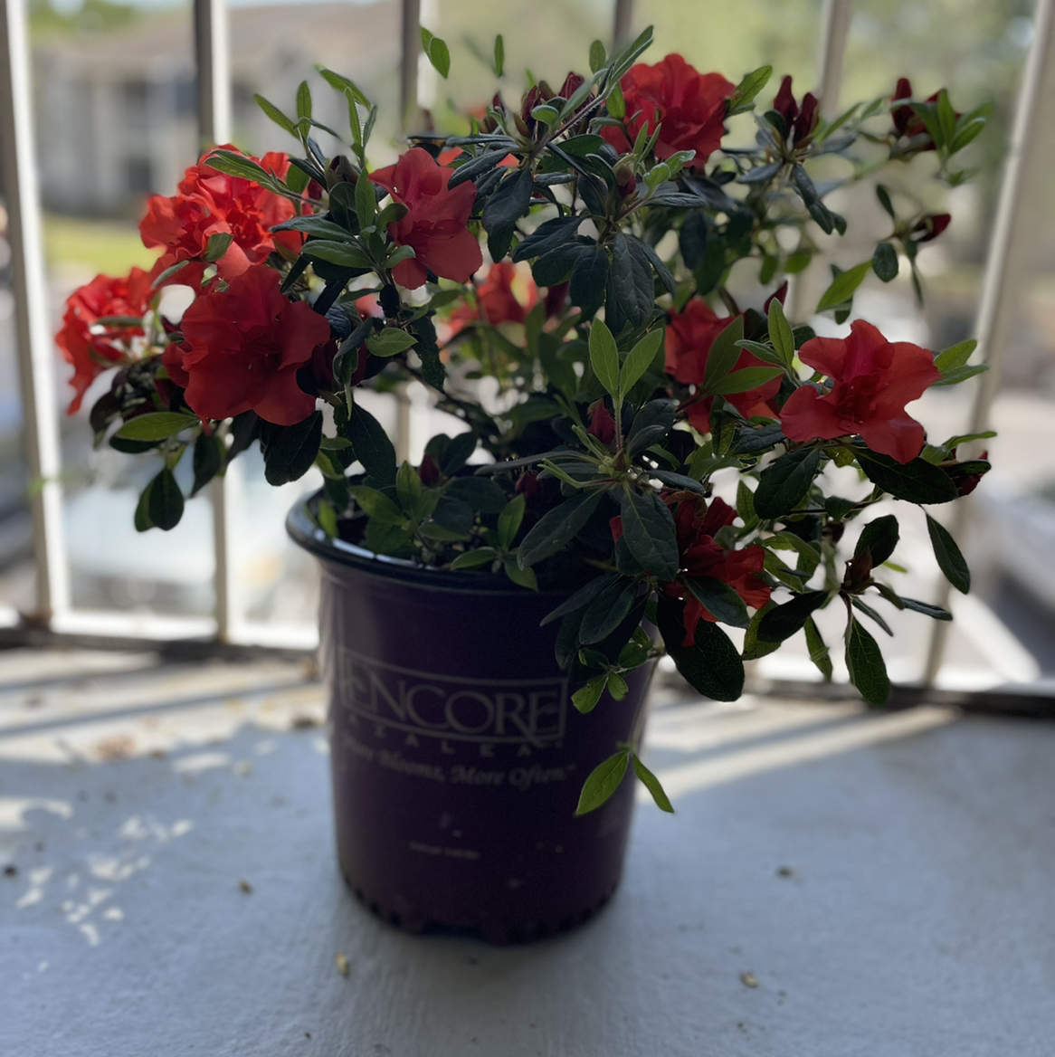 Photo of the plant species Encore Autumn Embers Azalea by @Cmmnsnse named Abra on Greg, the plant care app