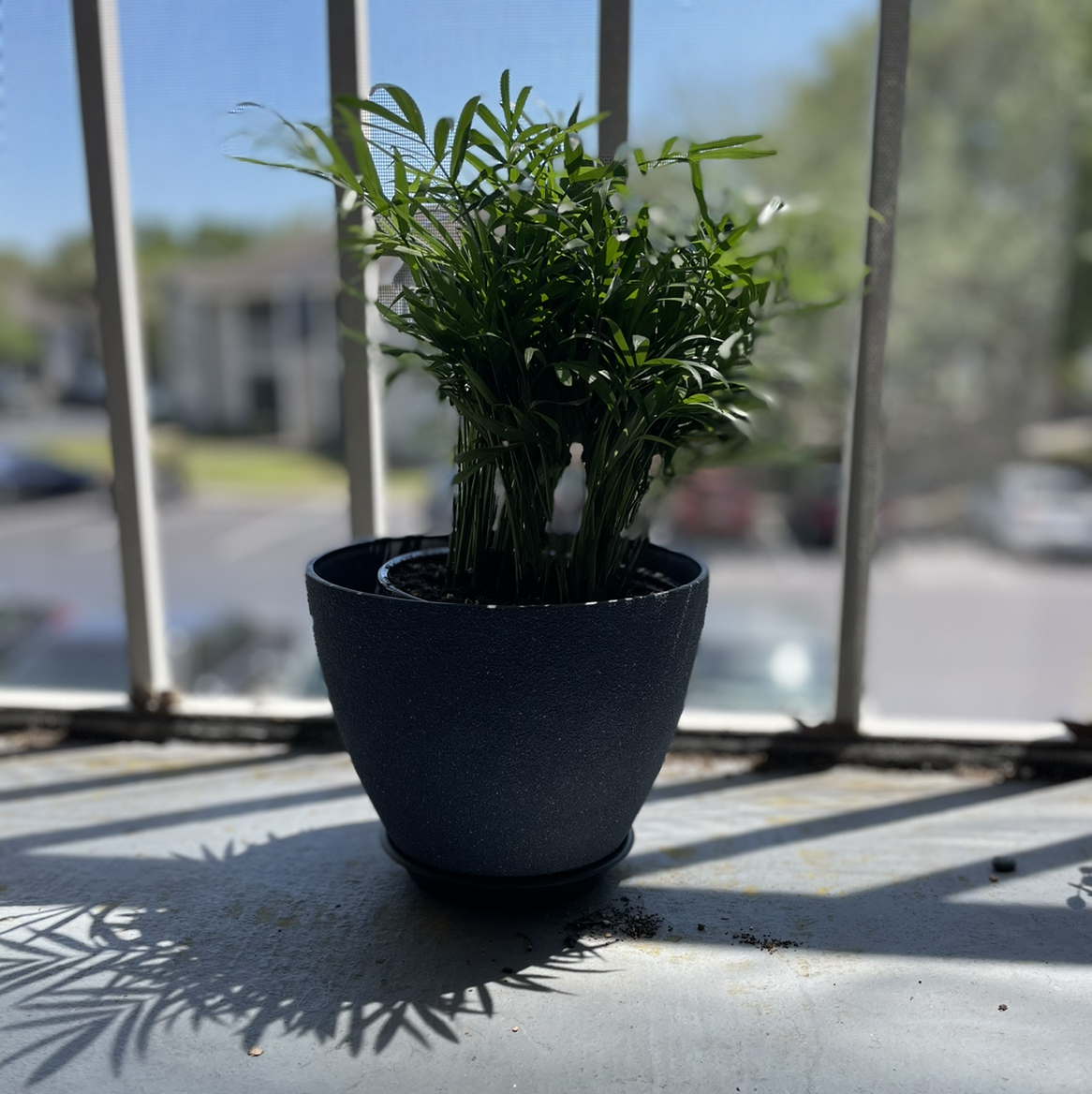 Parlour Palm plant photo by @Cmmnsnse named Quelly on Greg, the plant care app.