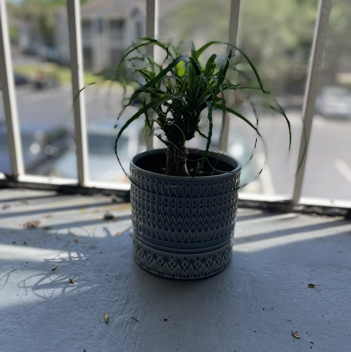 Bottle Palm Tree plant photo by @Cmmnsnse named Foreign on Greg, the plant care app.