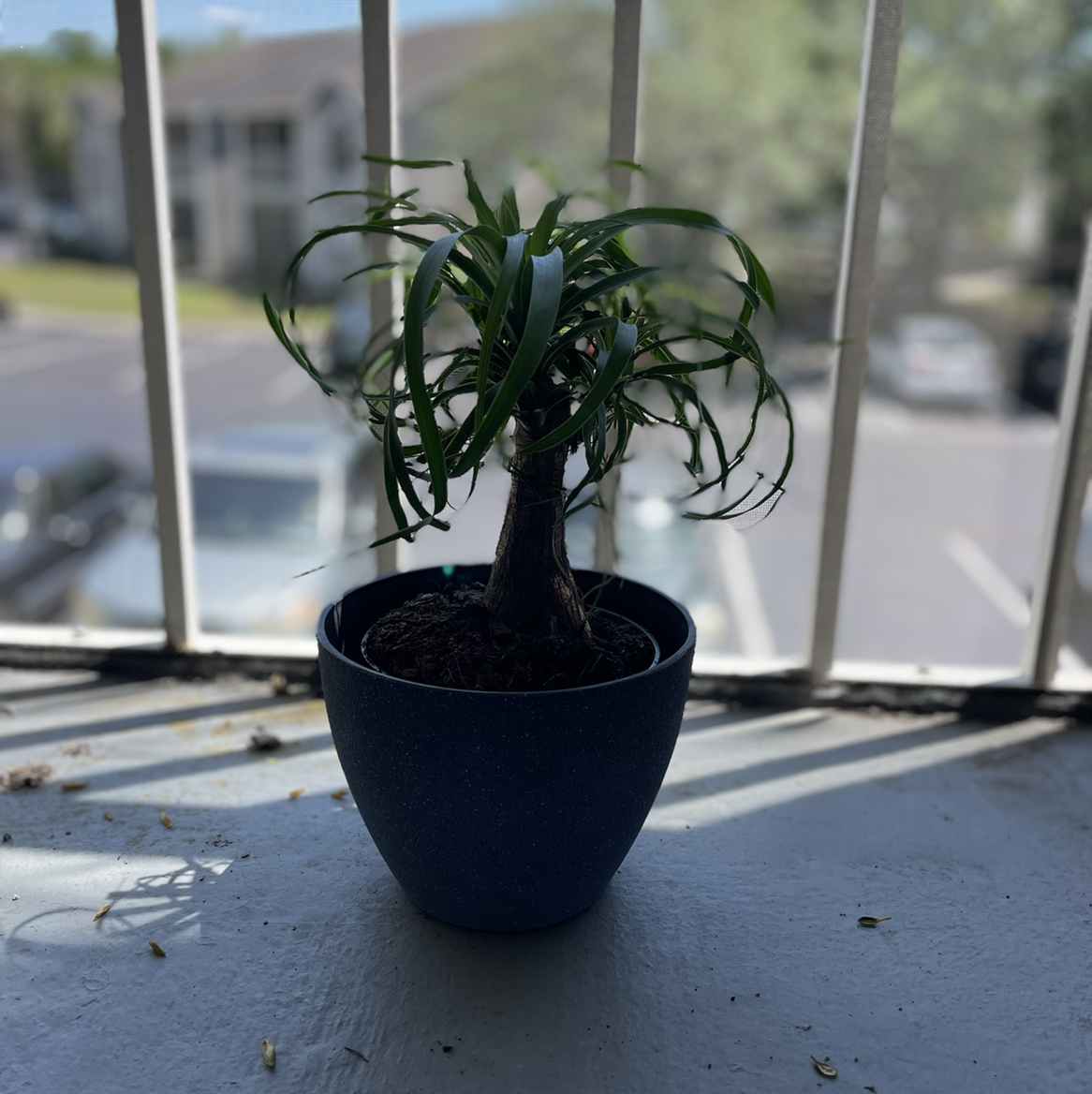 Bottle Palm Tree plant photo by @Cmmnsnse named Meekz on Greg, the plant care app.