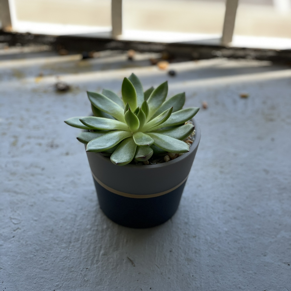Lipstick Echeveria plant photo by @Cmmnsnse named Dafi on Greg, the plant care app.