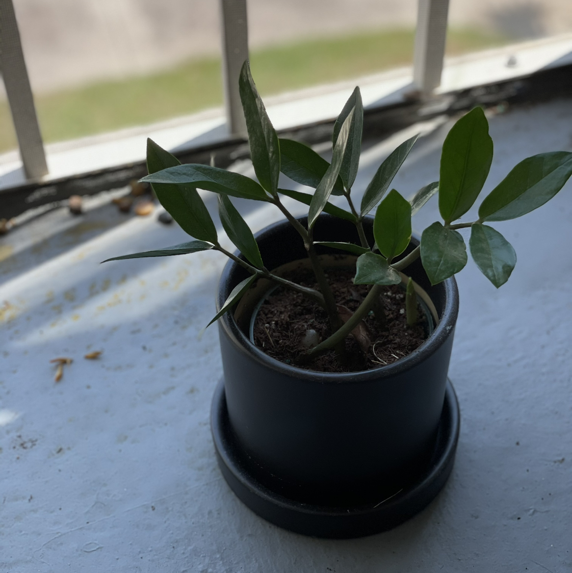 Zamioculcas Zamiifolia plant photo by @Cmmnsnse named Sleepy Hallow on Greg, the plant care app.