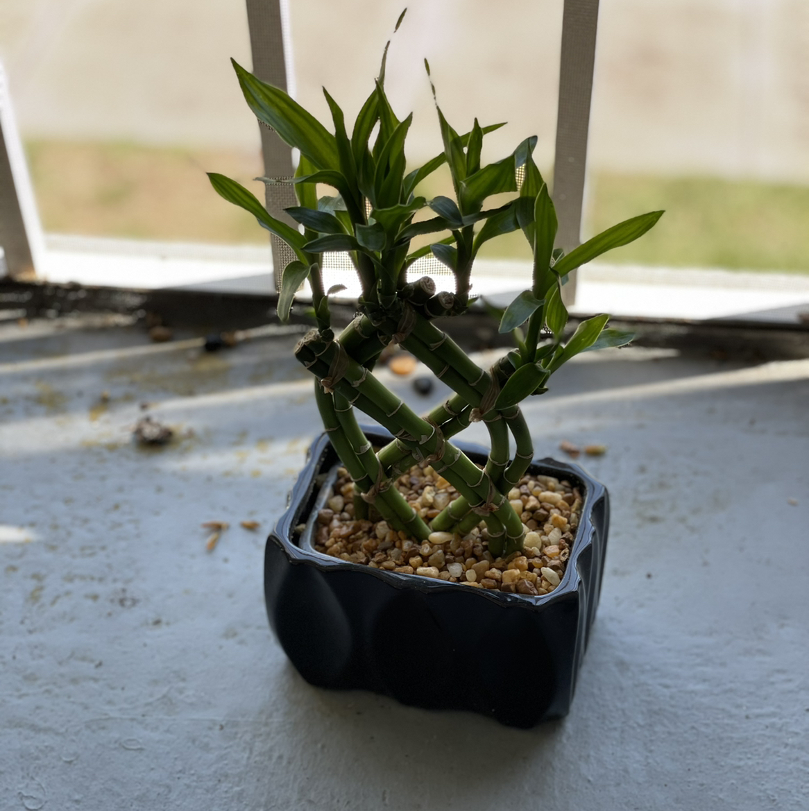 Lucky Bamboo plant photo by @Cmmnsnse named 22Gz on Greg, the plant care app.