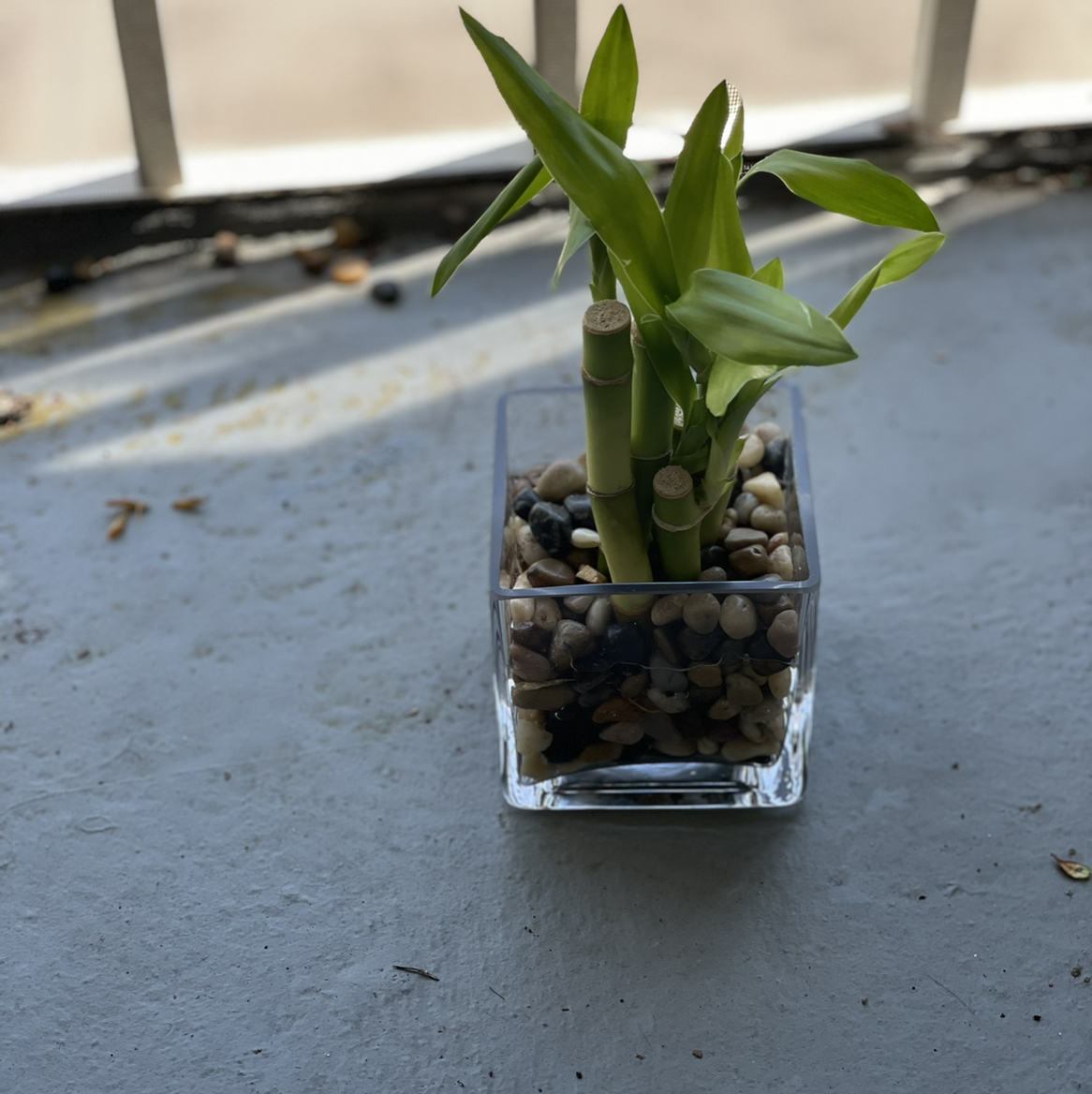 Lucky Bamboo plant photo by @Cmmnsnse named Stormzy on Greg, the plant care app.