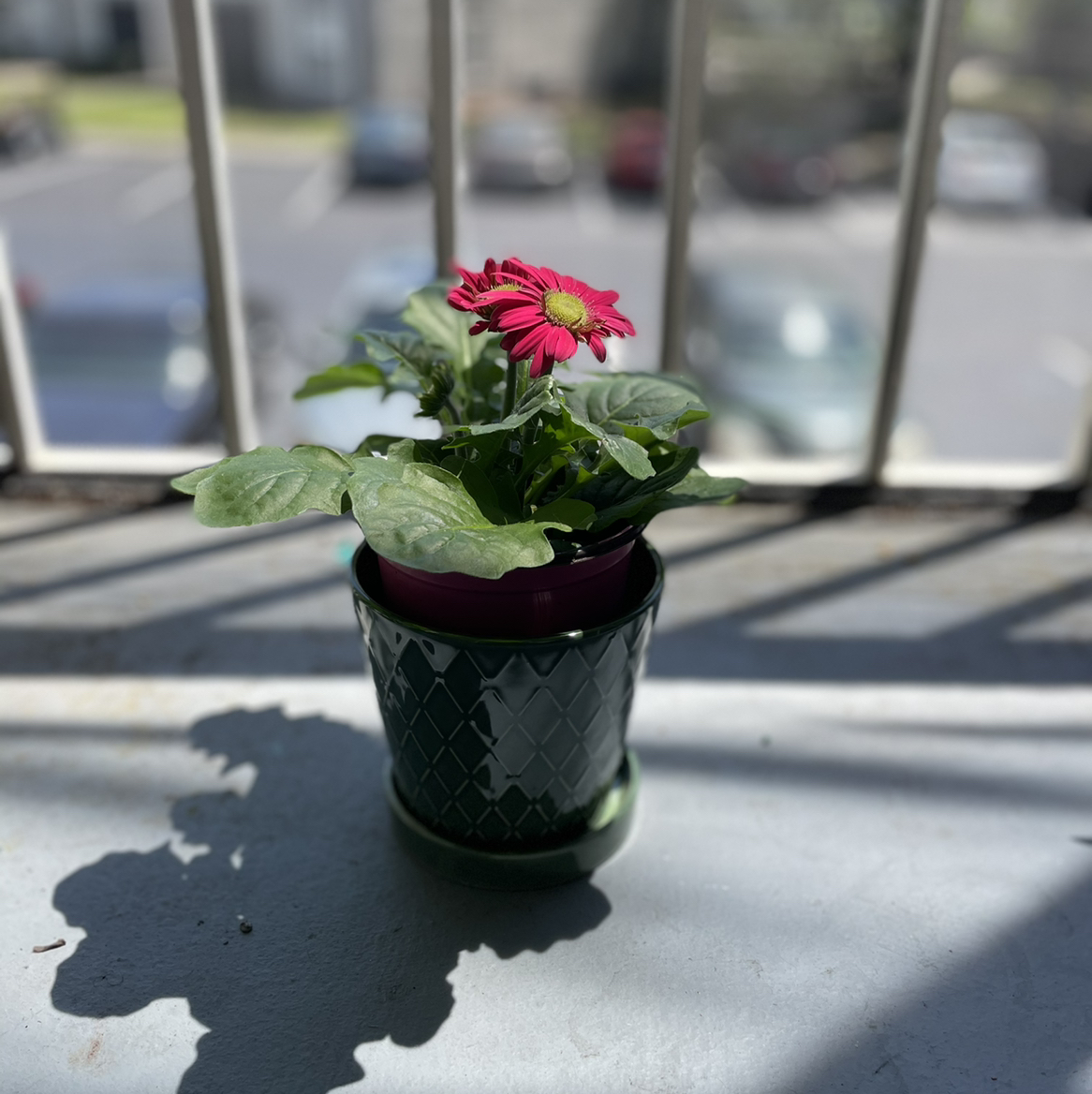 Potted Gerbera plant with vibrant green leaves and a red flower.