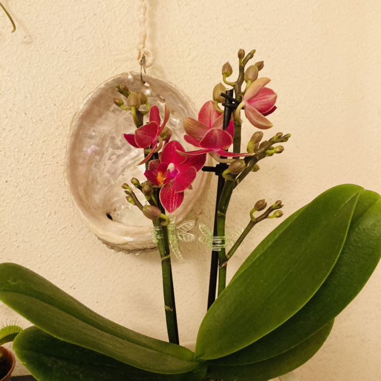 A healthy Phalaenopsis orchid with vibrant pink flowers and green leaves.