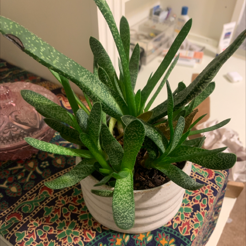 Healthy ox tongue succulent plant with long pointed green leaves covered in white speckles, in a white ceramic pot.
