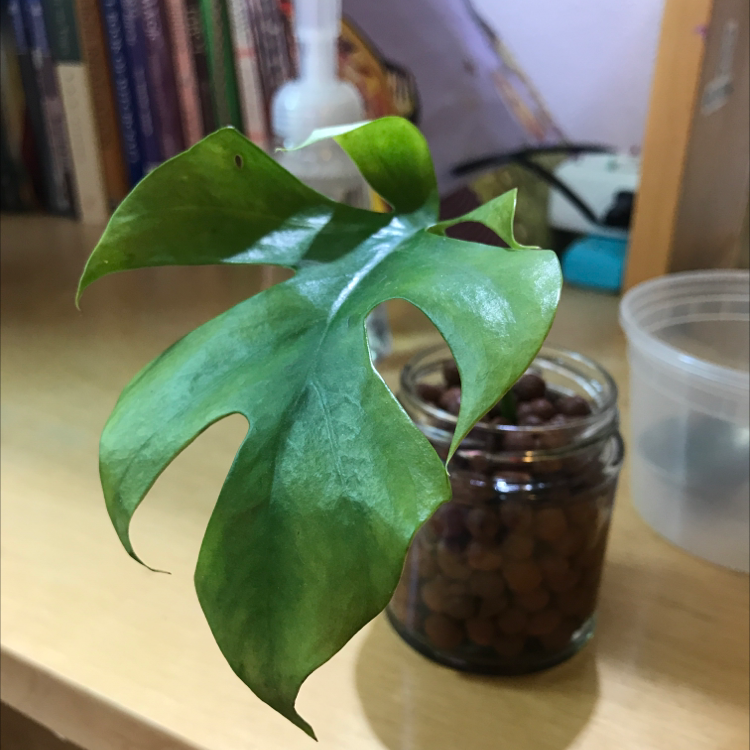 Mini Monstera plant photo by @gayforthesun named grrrr grrrrrrr BARKBARKBARK on Greg, the plant care app.